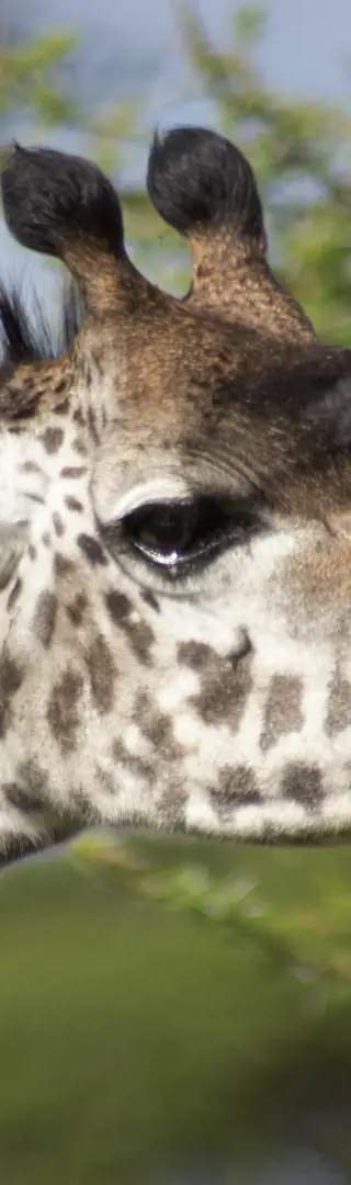 Serengeti Nationalpark